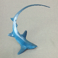 bronze thresher shark
