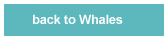 back to whales