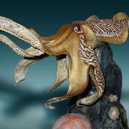 bronze cuttlefish sculpture