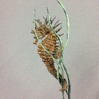 bronze seahorse sculpture