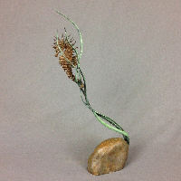 bronze seahorse sculpture