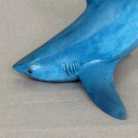 Bronze thresher shark